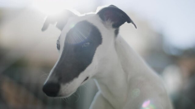 Whippet puppy dog relaxing indoors