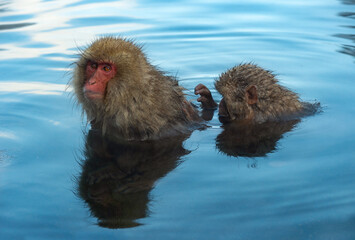 Japanese macaques in the water of natural hot springs. The Japanese macaque ( Scientific name:...