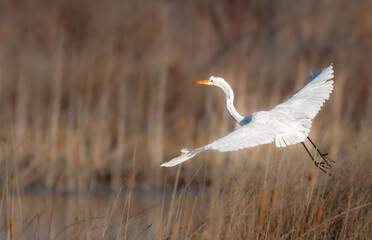 snowy egret in flight