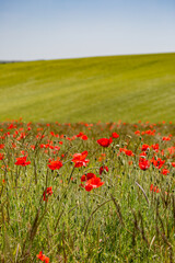 A summer Sussex landscape with poppies