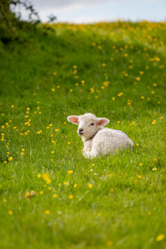 A lamb laying in a field of buttercups on a sunny spring day