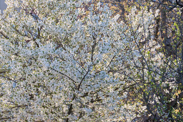 Twigs of cherry tree with white blossoming flowers in early spring