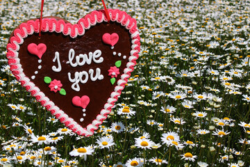 Ein Lebkuchenherz mit der Aufschrift: I love  you vor einem Margeritenfeld