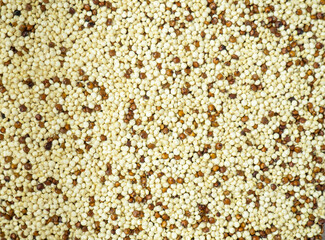 Raw mixed quinoa for background and text. Healthy and diet superfood.