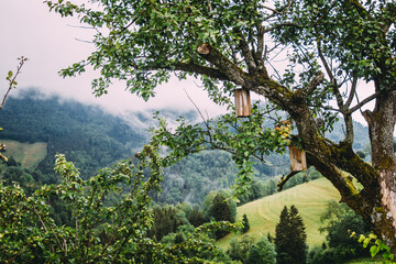 Wooden birdhouses hanging in tree in summer