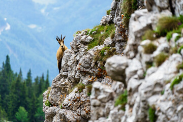 Chamois looks out from behind a rock - Chamois is hiding behind a rock on the mountain