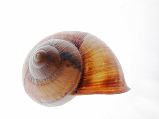 Snail shell of a Roman snail 