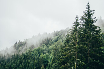 Evergreen trees forest landscape covered in fog, mist