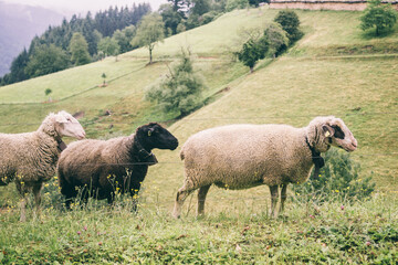 Naklejka na ściany i meble Herd of sheep grazing in the hills of the Schwarzwald Black Forest in Germany