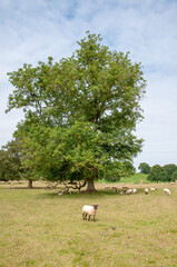 Obraz premium Sheep grazing in the summertime meadow in the UK.