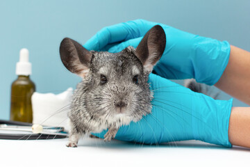 Veterinarian doctor examining cute chinchilla with stethoscope at white table, closeup