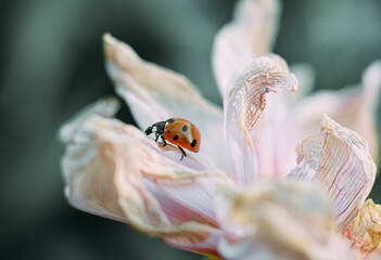 Ladybug sits on a flower. Close-up of a ladybug on a flower. A red ladybug with black dots sits on a white flower.