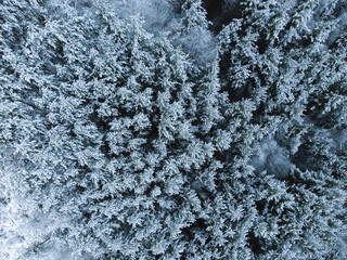 Snowy woodland from above it.