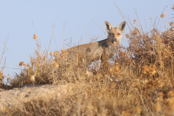 Curious and alert red fox kit (pup) standing by its burrow. High quality photo
