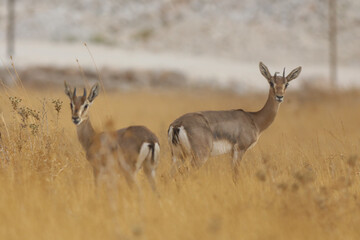 mountain gazelle stands, against a blurred background. In the Deer Valley Nature Reserve,...