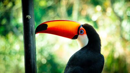 Toucan on a Branch