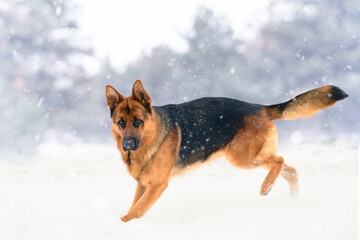 German Shepherd Dog Running in a Winter Park. Beautiful Snowy Weather