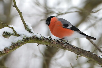 Red bird on a snow tree Eurasian bullfinch close-up