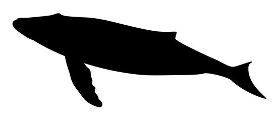 silhouette of a whale