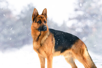 Portrait of a German Shepherd Dog in a Winter Park. Beautiful Snowy Weather