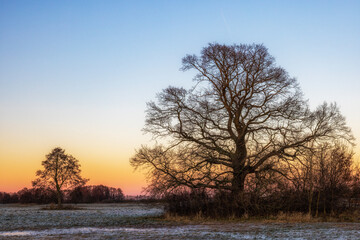 ein Baum auf einer Wiese im Hintergrund Abendrot