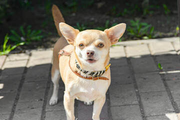 A small dog in the park on a walk looks ahead.
