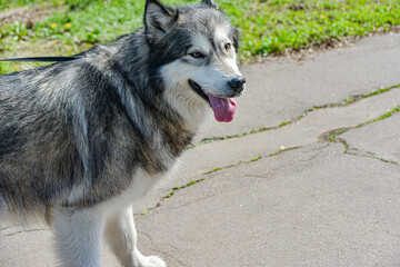 Adult dog husky in the park for a walk.