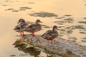 Specimens of ducks walking on a small island in the middle of the lake
