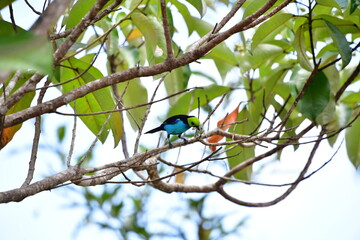 Sete-cores-da-amazônia