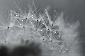 dandelion in the rain