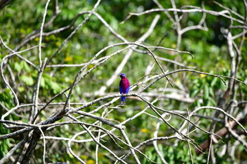 Anambé-de-peito-roxo