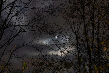 Moon among the trees