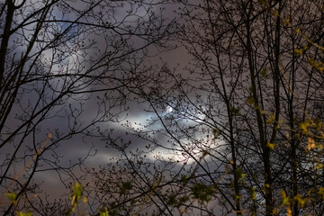 Tree Full Moon