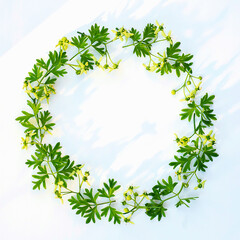 Fototapeta premium Ruta graveolens, Round frame with fresh flower and green leaves L. strong smelling rue, common rue or herb-of-grace leaves and flowers with tinted. Leaf pattern. Flat lay, top view, copy space