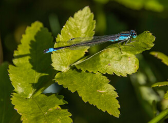 Blue Damselfly