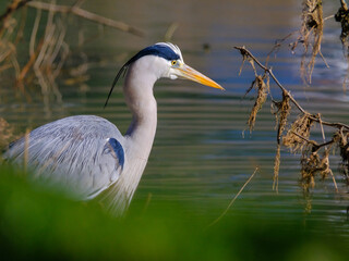 Close-up gray heron in the river