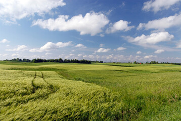 Rural landscape, View of the green meadow, Poland
