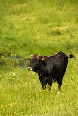 Black bull on a green pasture, Poland