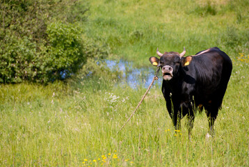 Black bull on a green pasture, Poland