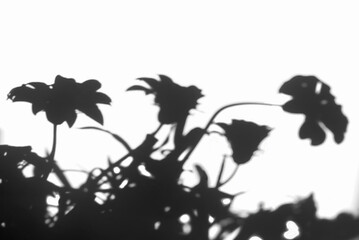 Shadow from flowers with soft focus on a white background.