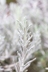 Dwarf curry plant (helichrysum italicum dwarf)