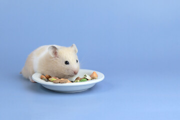 Hamster eating food from his plate on a blue background