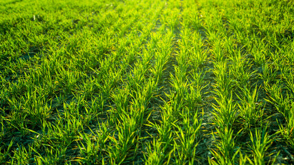Young wheat seedlings growing on field in black soil. Spring green wheat grows in soil. Close up on sprouting rye on agriculture field in sunny day. Sprouts of rye. Agriculture.