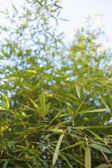 Obraz na płótnie Canvas Bamboo green leaves in closeup