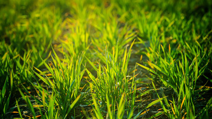 Fototapeta premium Young wheat seedlings growing on field in black soil. Spring green wheat grows in soil. Close up on sprouting rye on agriculture field in sunny day. Sprouts of rye. Agriculture.