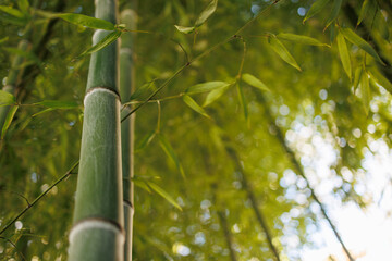 Bamboo plant in closeup with details