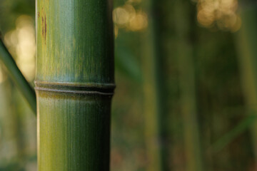 Fototapeta premium Bamboo plant in closeup with details