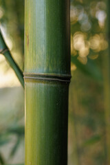 Obraz premium Bamboo plant in closeup with details