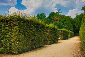 Fototapeta premium Akkurat geschnittene hohe Heckenwände entlang eines Parkwegs im barocken Schlosspark Pillnitz bei Sommerwetter, Dresden, Sachsen, Deutschland