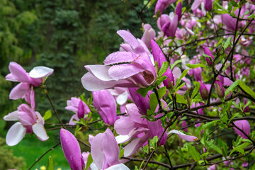 Magnolia tree blossom in springtime